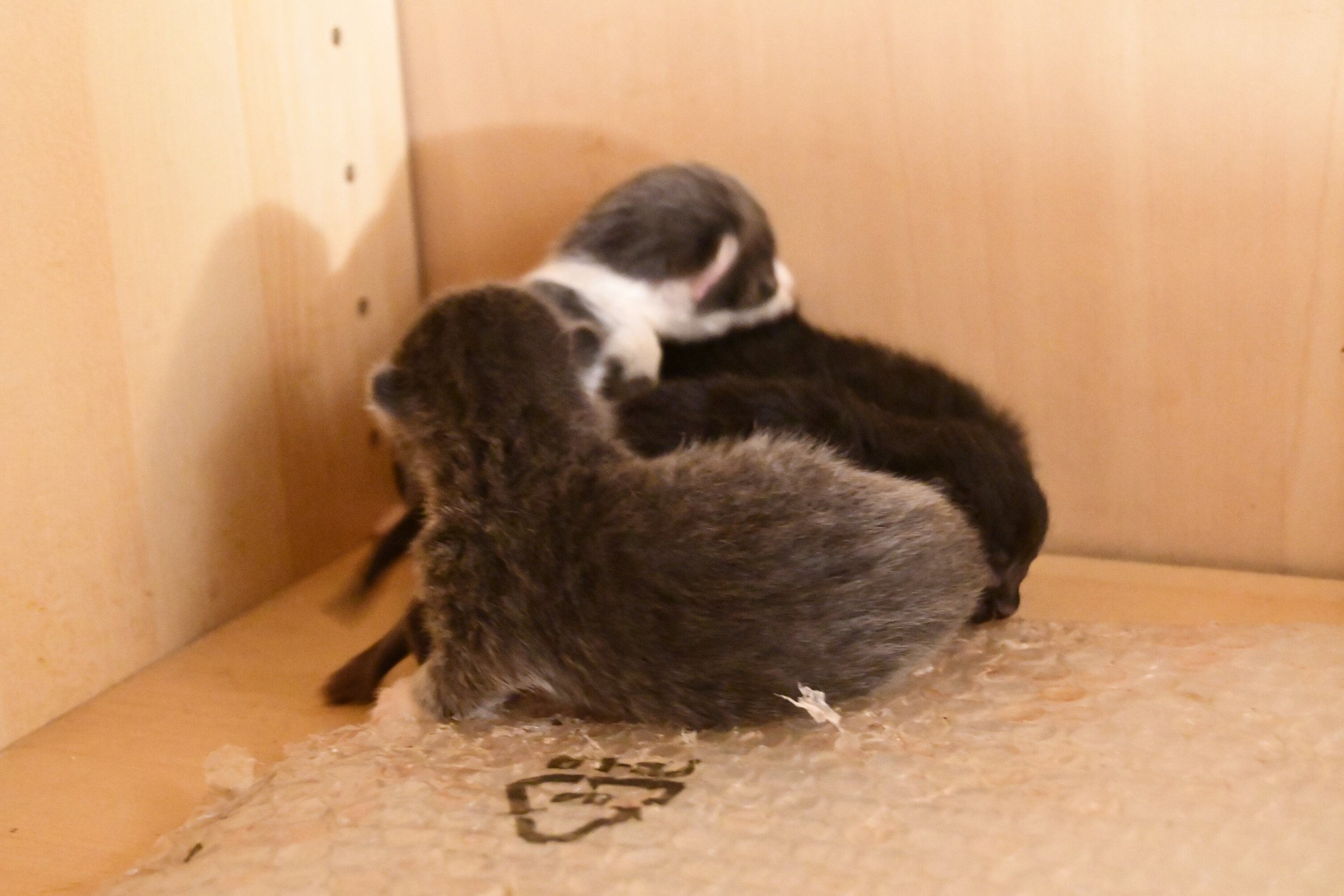 Week 3 - Photo 4