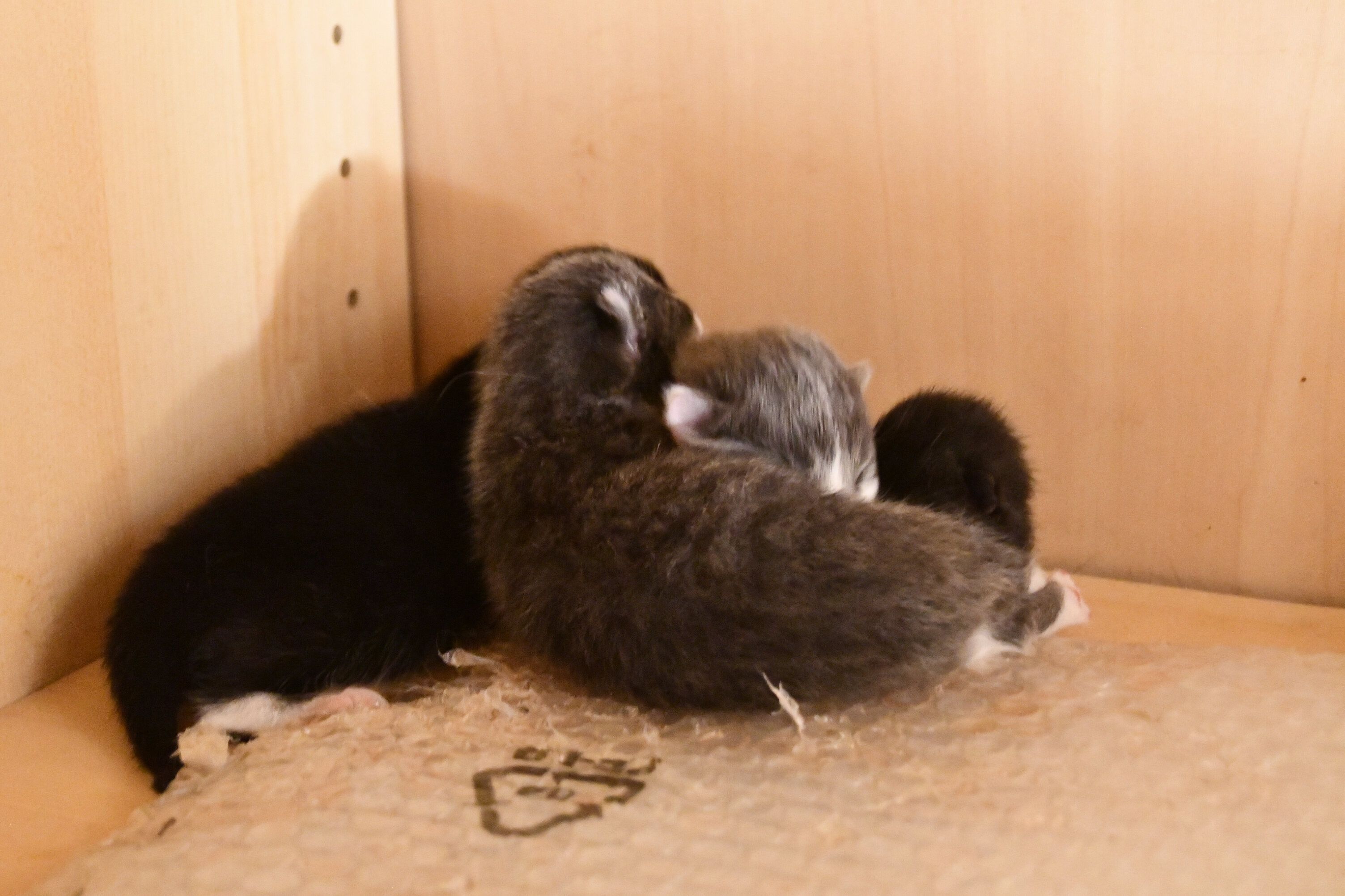 Week 3 - Photo 5