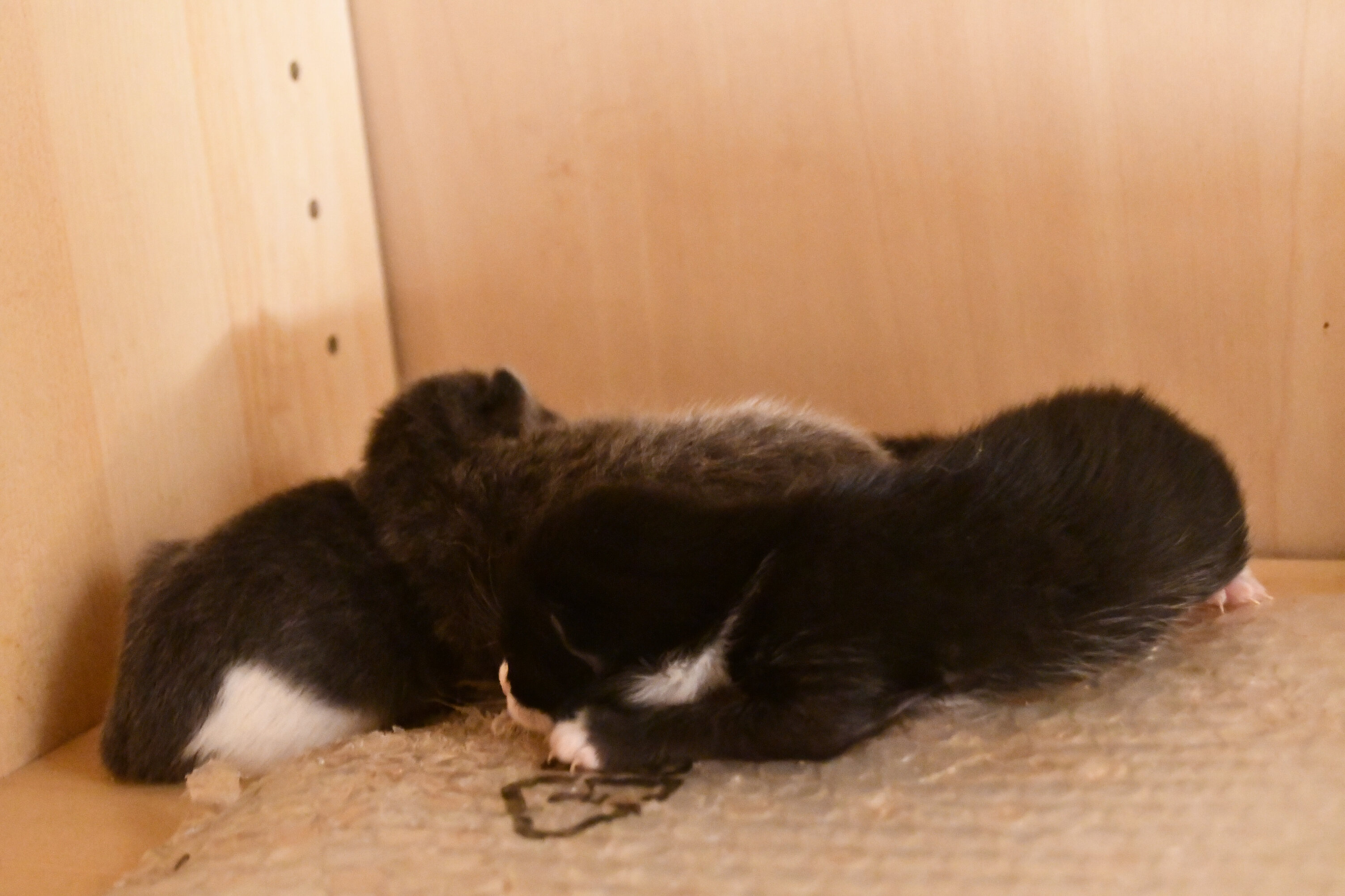 Week 3 - Photo 6