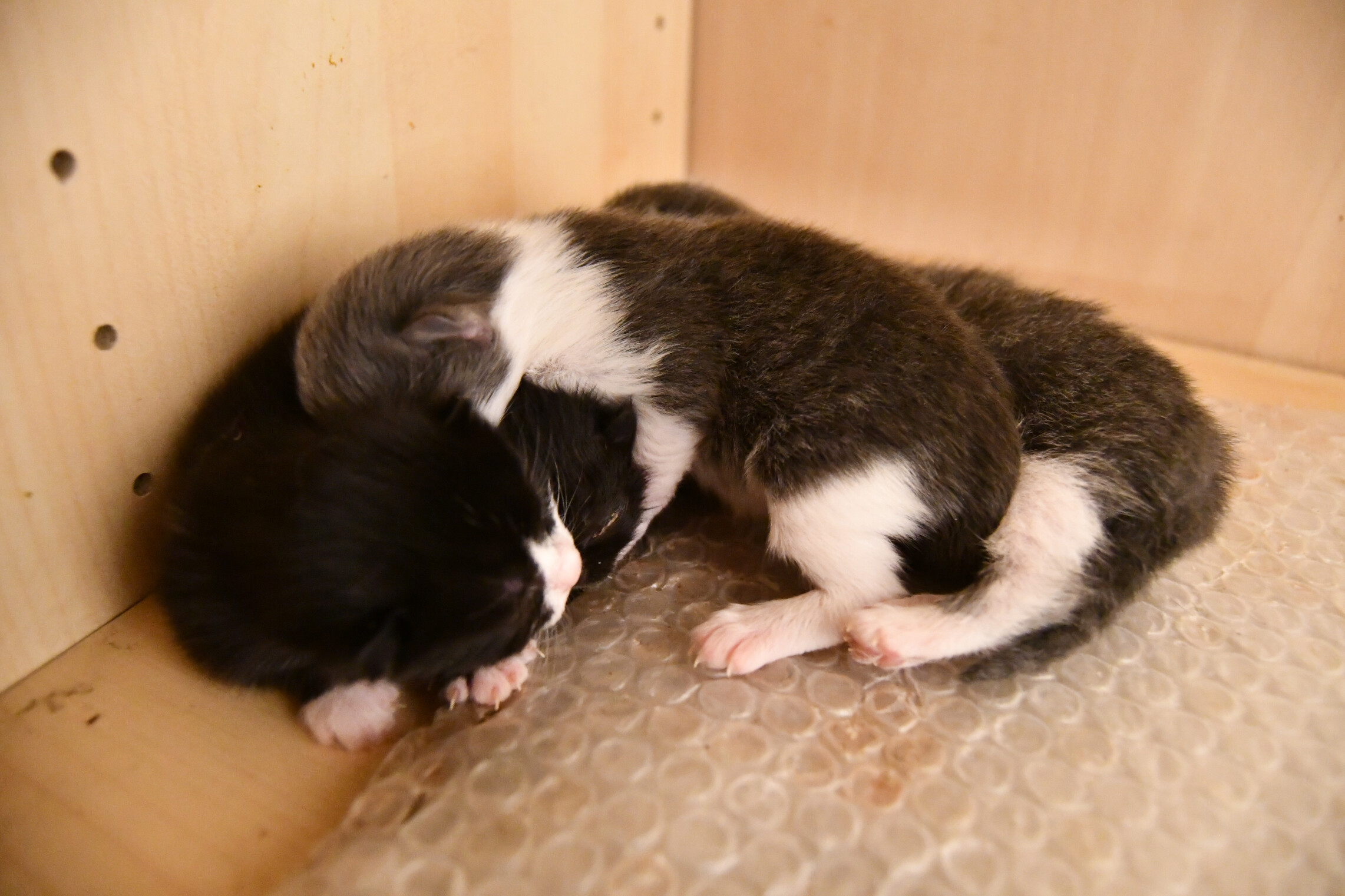 Week 4 - Photo 7