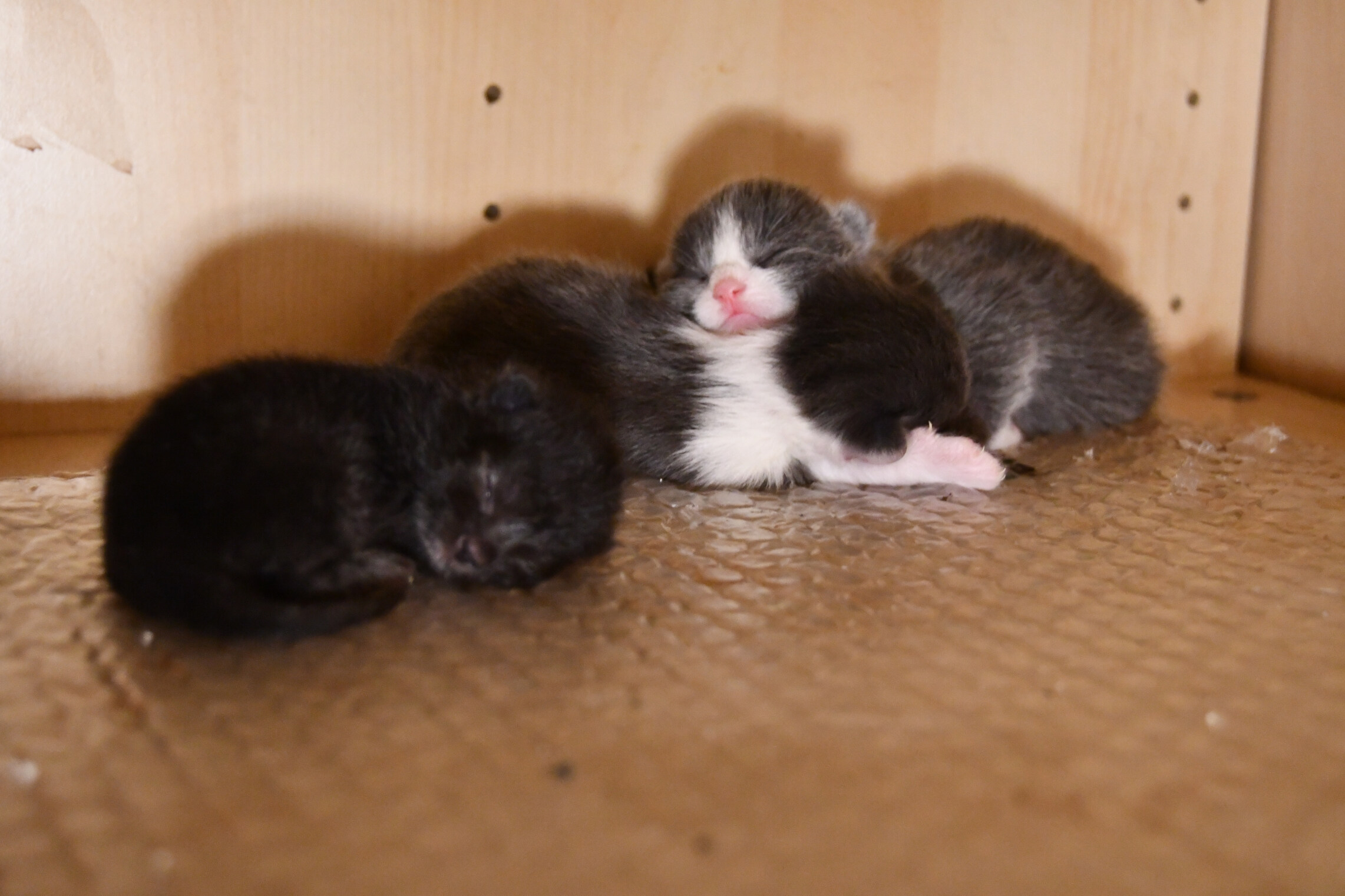 Week 5 - Photo 3