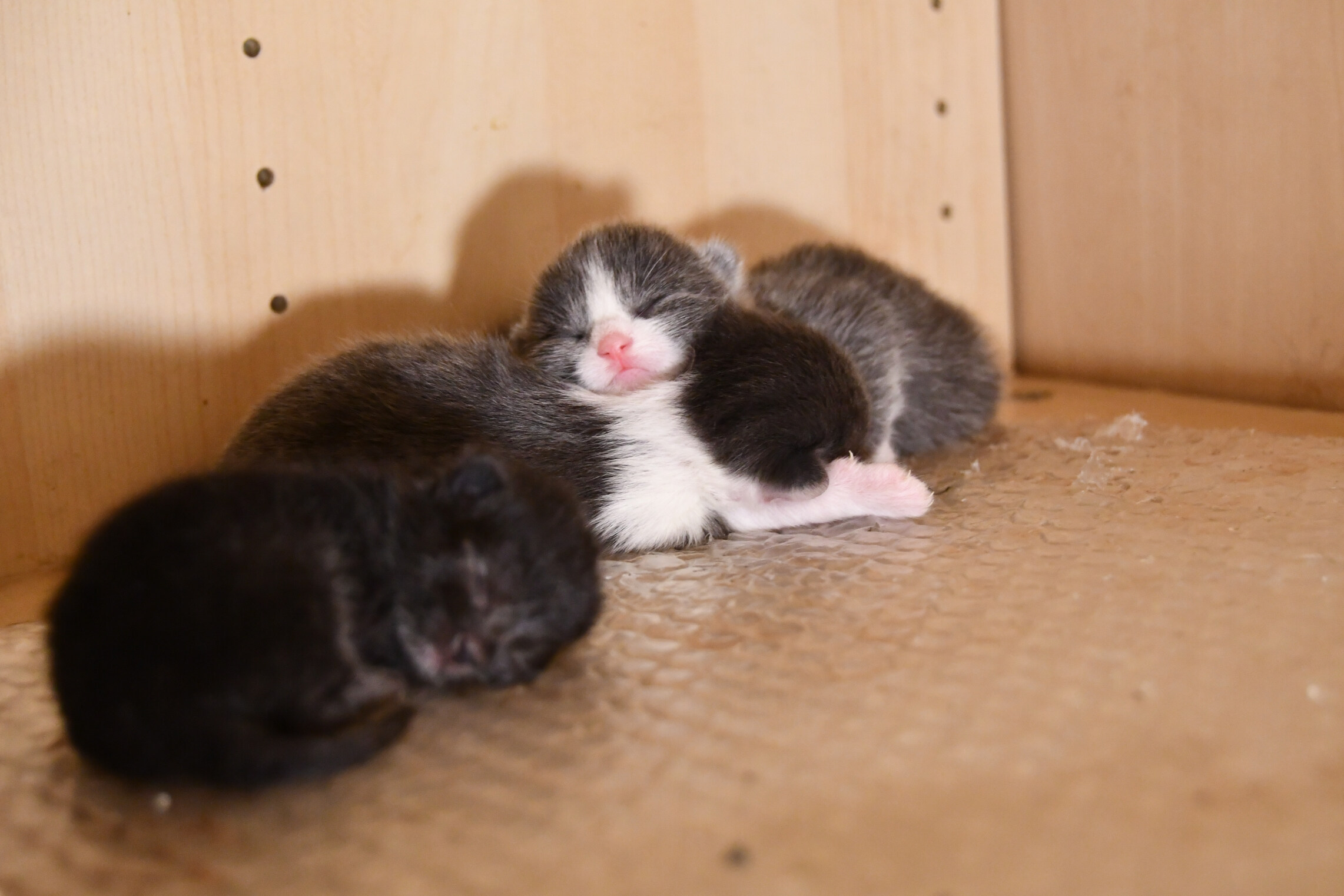 Week 5 - Photo 4