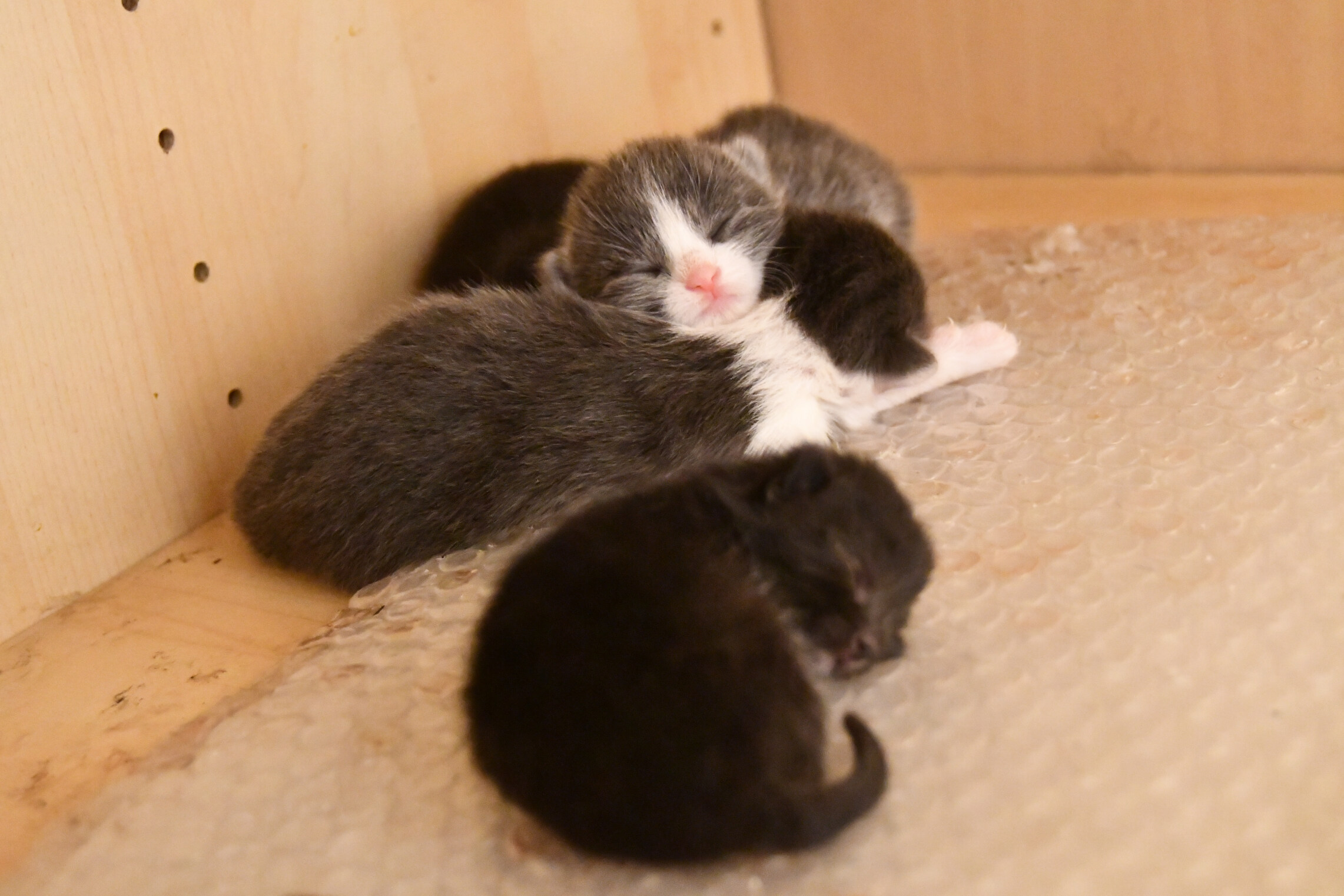 Week 5 - Photo 5